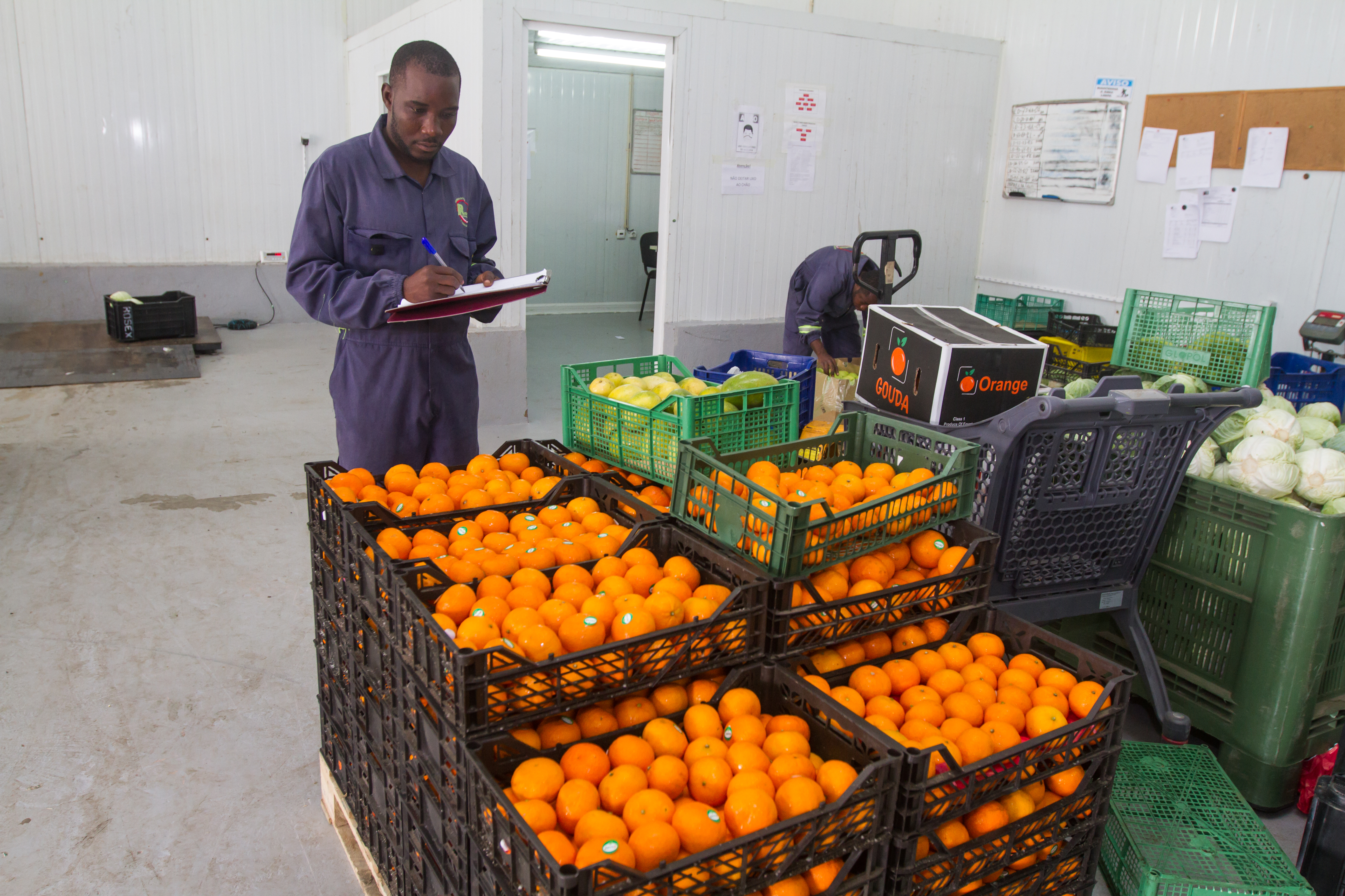 Rosex Gallery — field site